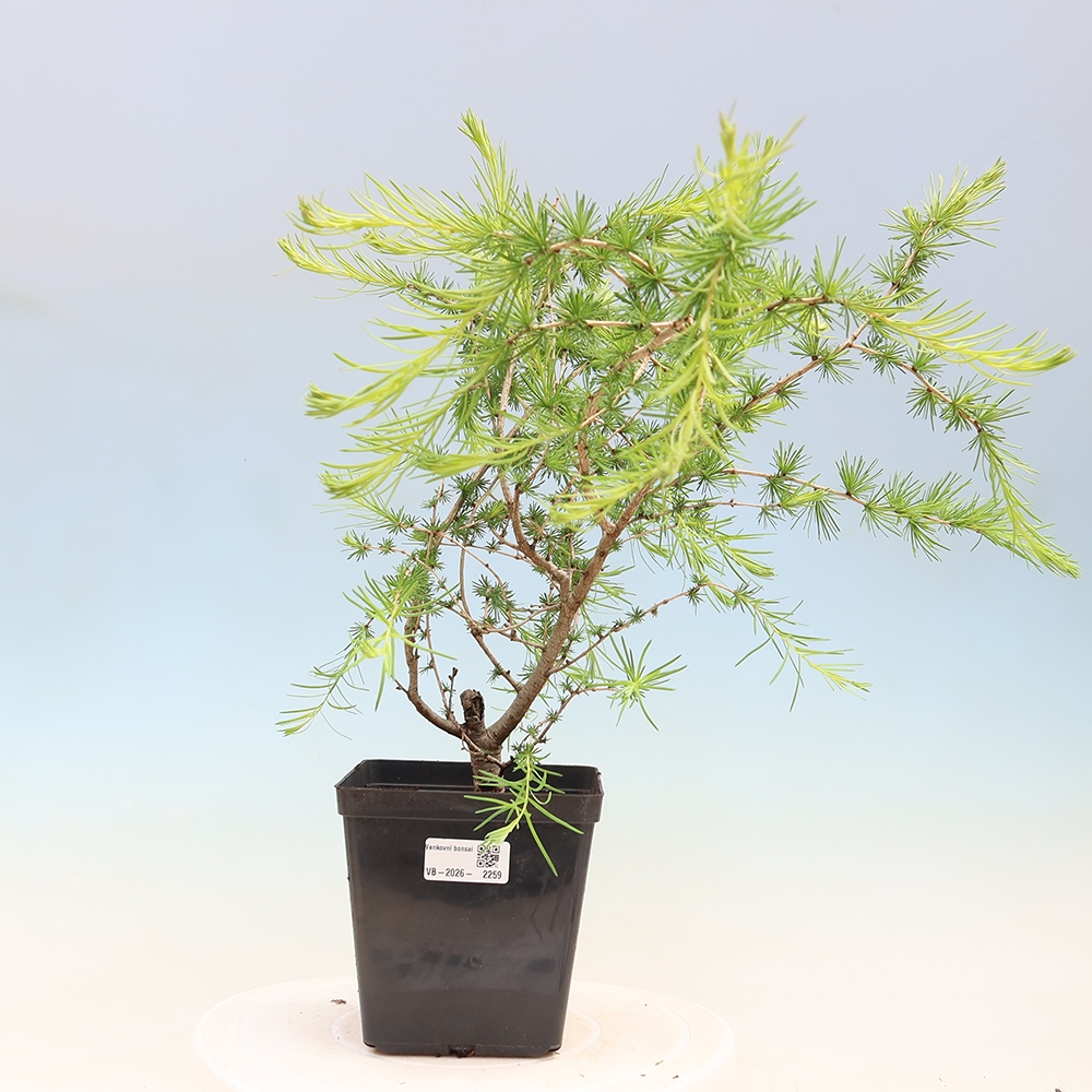 Venkovní bonsai -Larix decidua - Modřín opadavý 