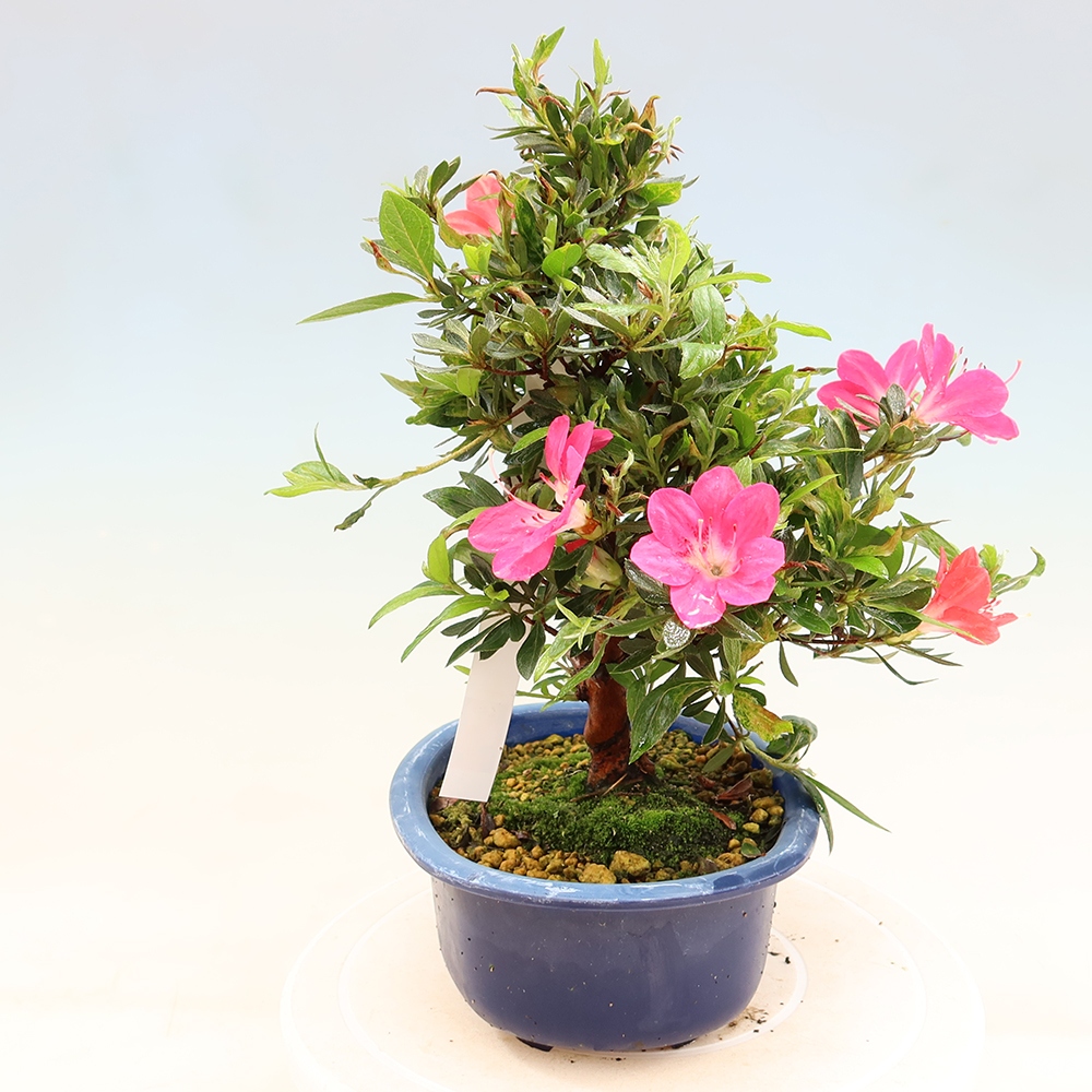 Venkovní bonsai - Japonská azalka - Azalea Beniko