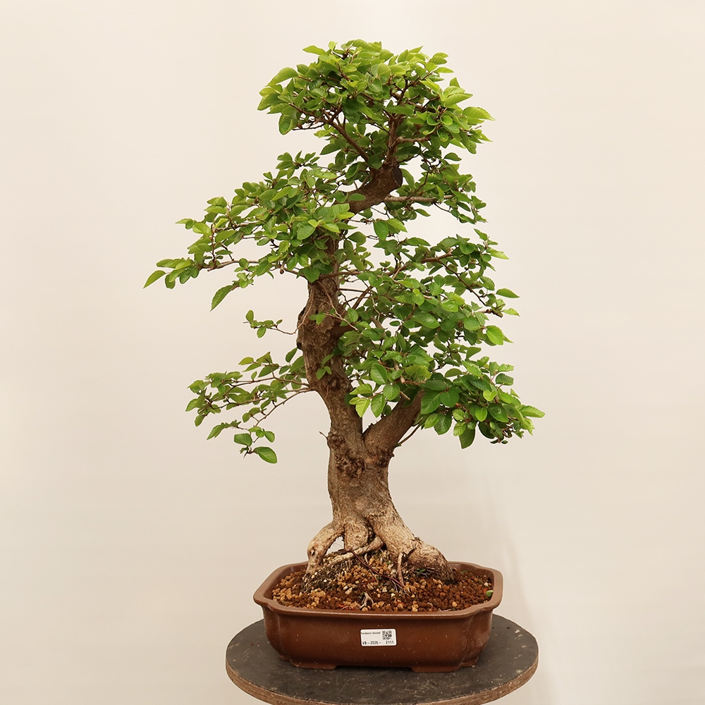 Venkovní bonsai -Carpinus Coreana - Habr korejský