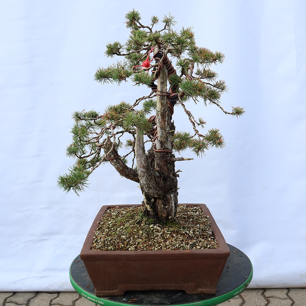 Pinus sylvestris Španělsko - borovice lesní