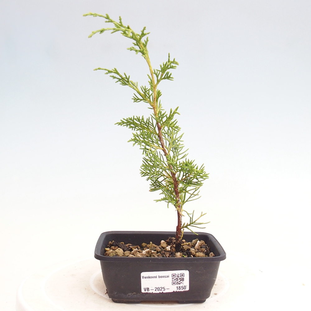 Venkovní bonsai - Juniperus chinensis Itoigawa -Jalovec čínský
