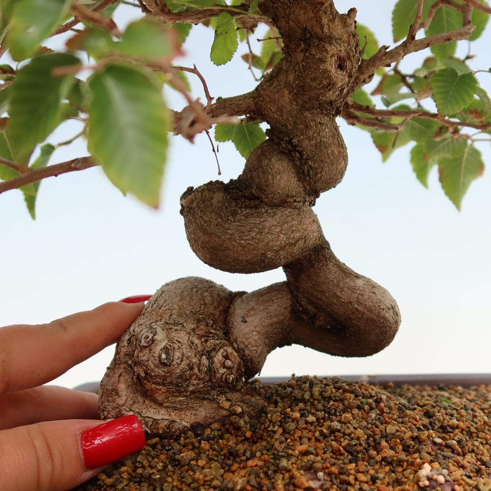 Venkovní bonsai -Carpinus Coreana - Habr korejský