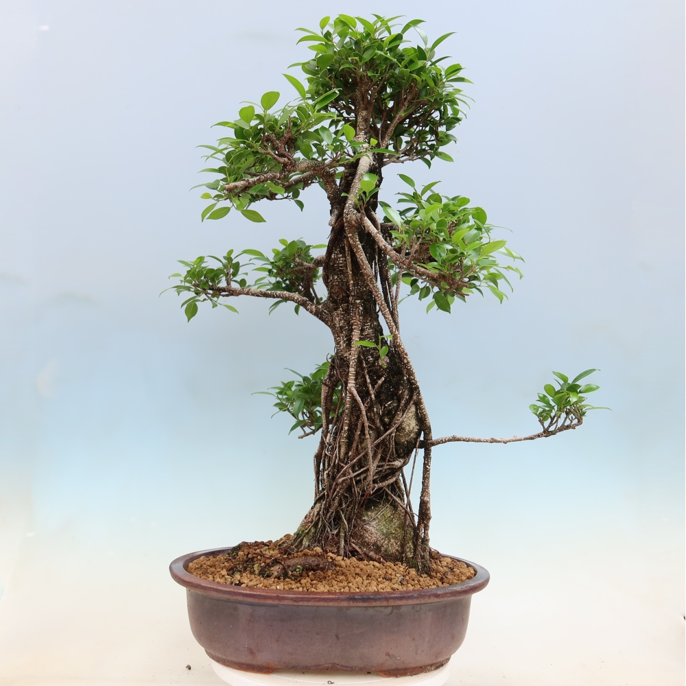Pokojová bonsai - Ficus kimmen -  malolistý fíkus