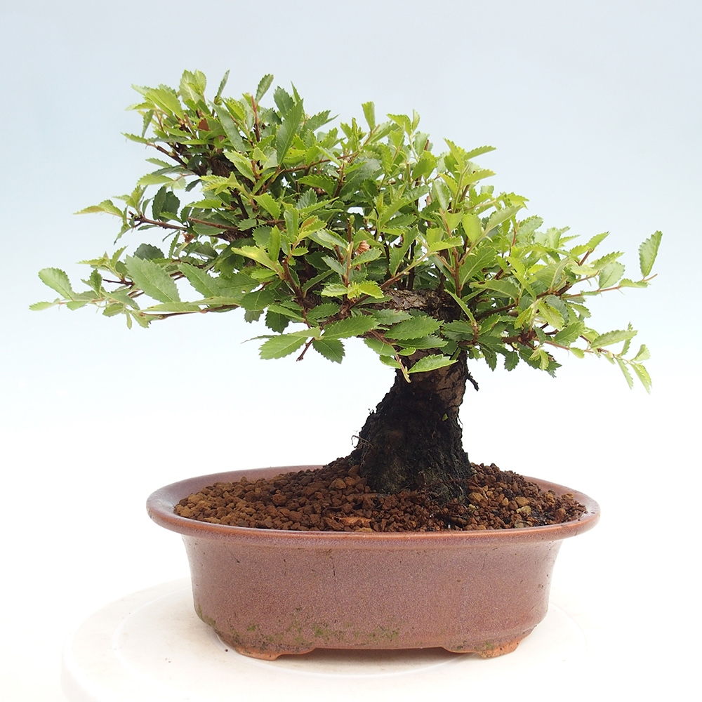 Venkovní bonsai - Zelkova - Zelkova NIRE