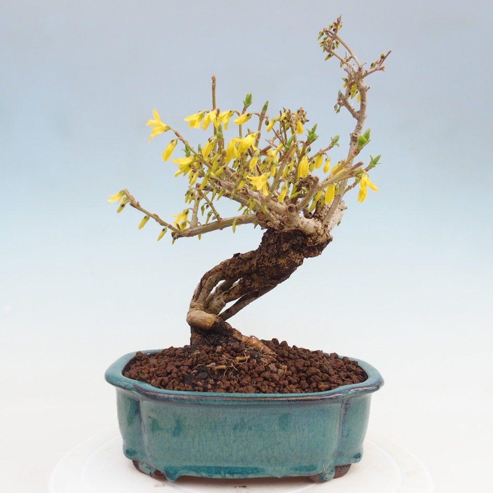 Venkovní bonsai - Zlatice - Forsythia koreana