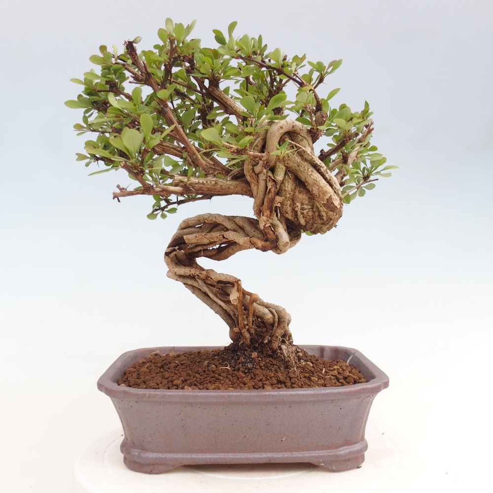 Venkovní bonsai - Berberis coreana - Dřištál korejský