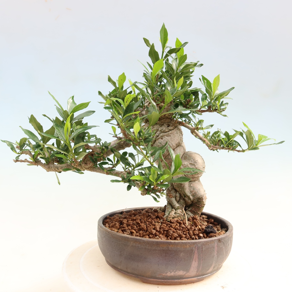 Pokojová bonsai - Gardenia jasminoides-Gardenie