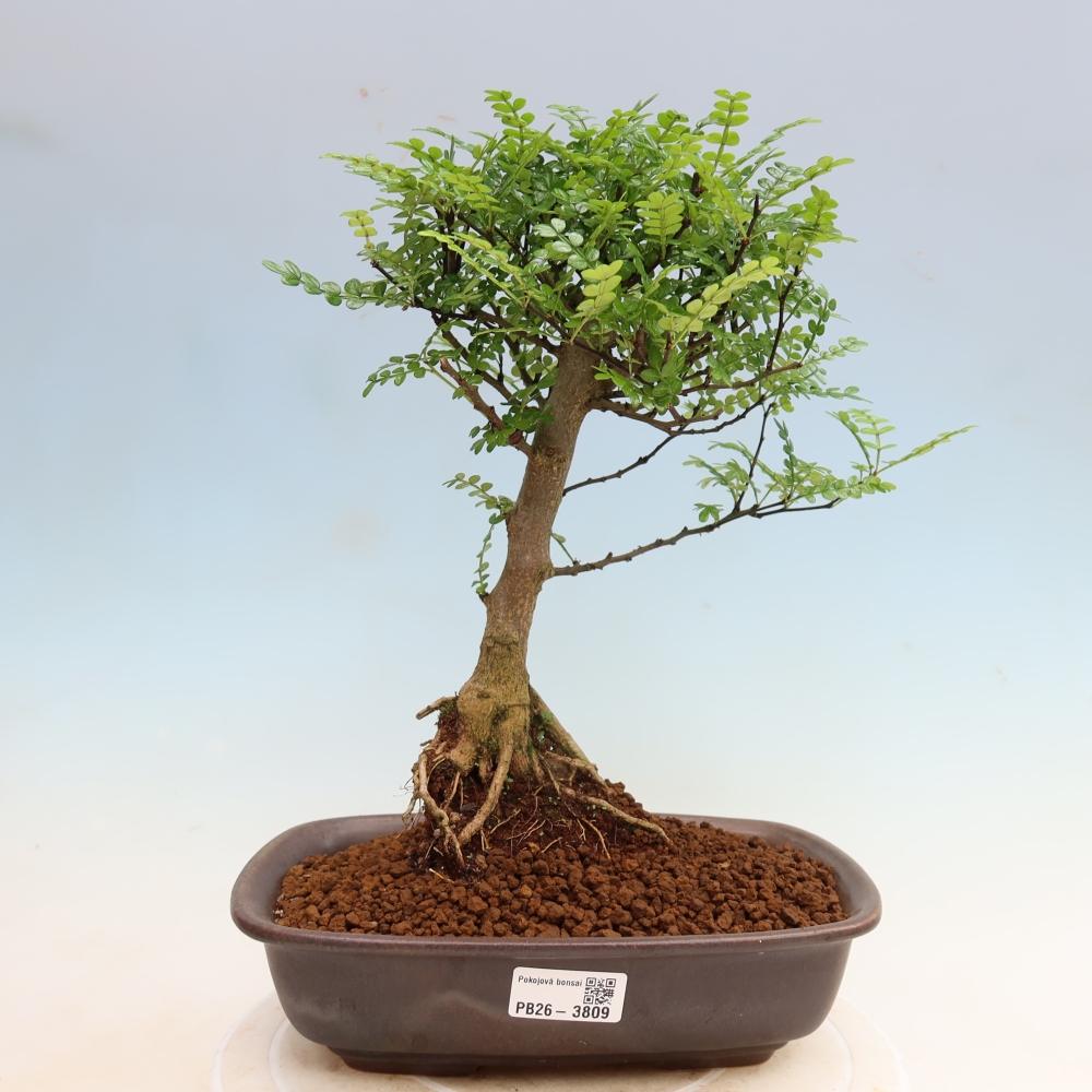 Pokojová bonsai - Zantoxylum piperitum - Pepřovník