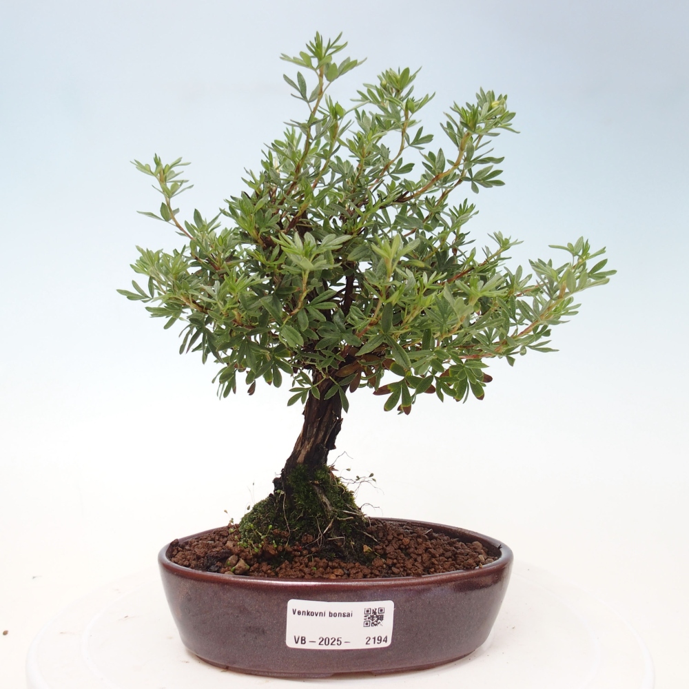 Venkovní bonsai-Mochna křovitá - potentila fruticosa yellow Bird
