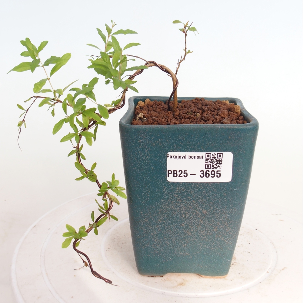 Pokojová bonsai-PUNICA granatum nana-Granátové jablko