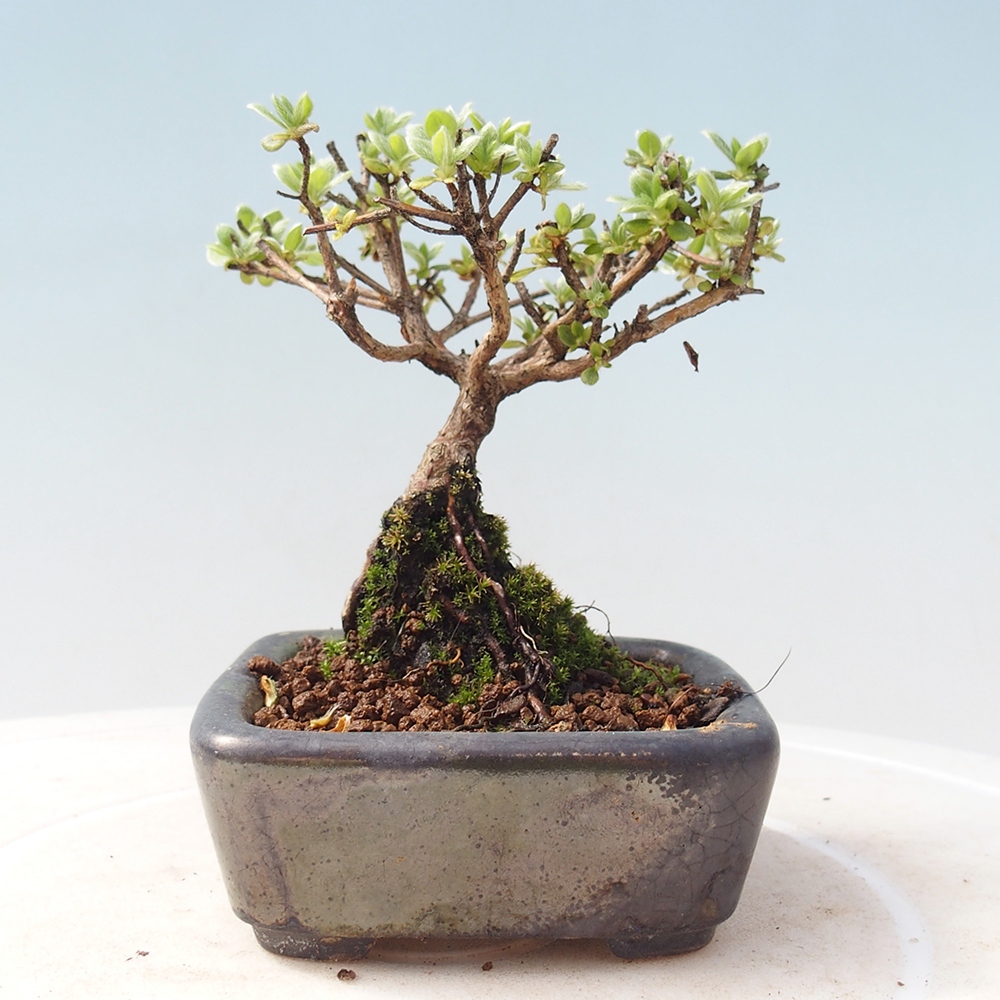 Venkovní bonsai - Rhododendron indicum - Japonská azalka
