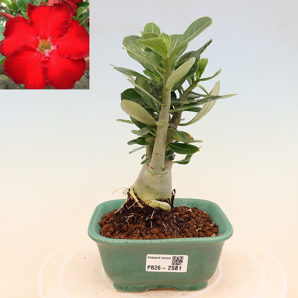 Pokojová bonsai - Adenium obesum Red Star - Pouštní růže