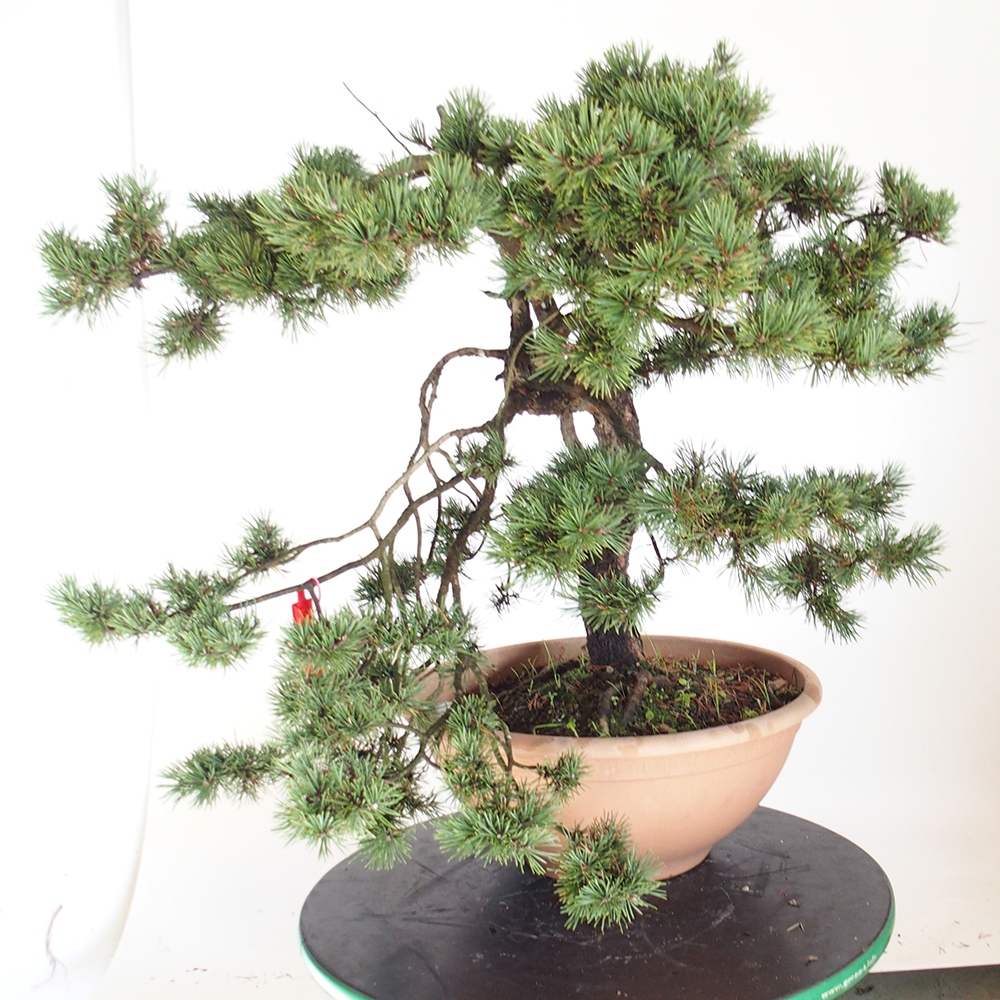 Yamadori - Pinus sylvestris Španělsko