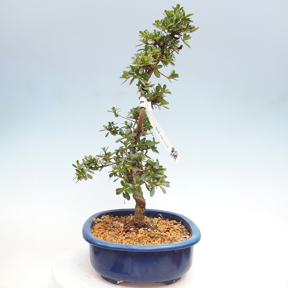 Venkovní bonsai - Japonská azalka - Azalea Asahi-no-izumi