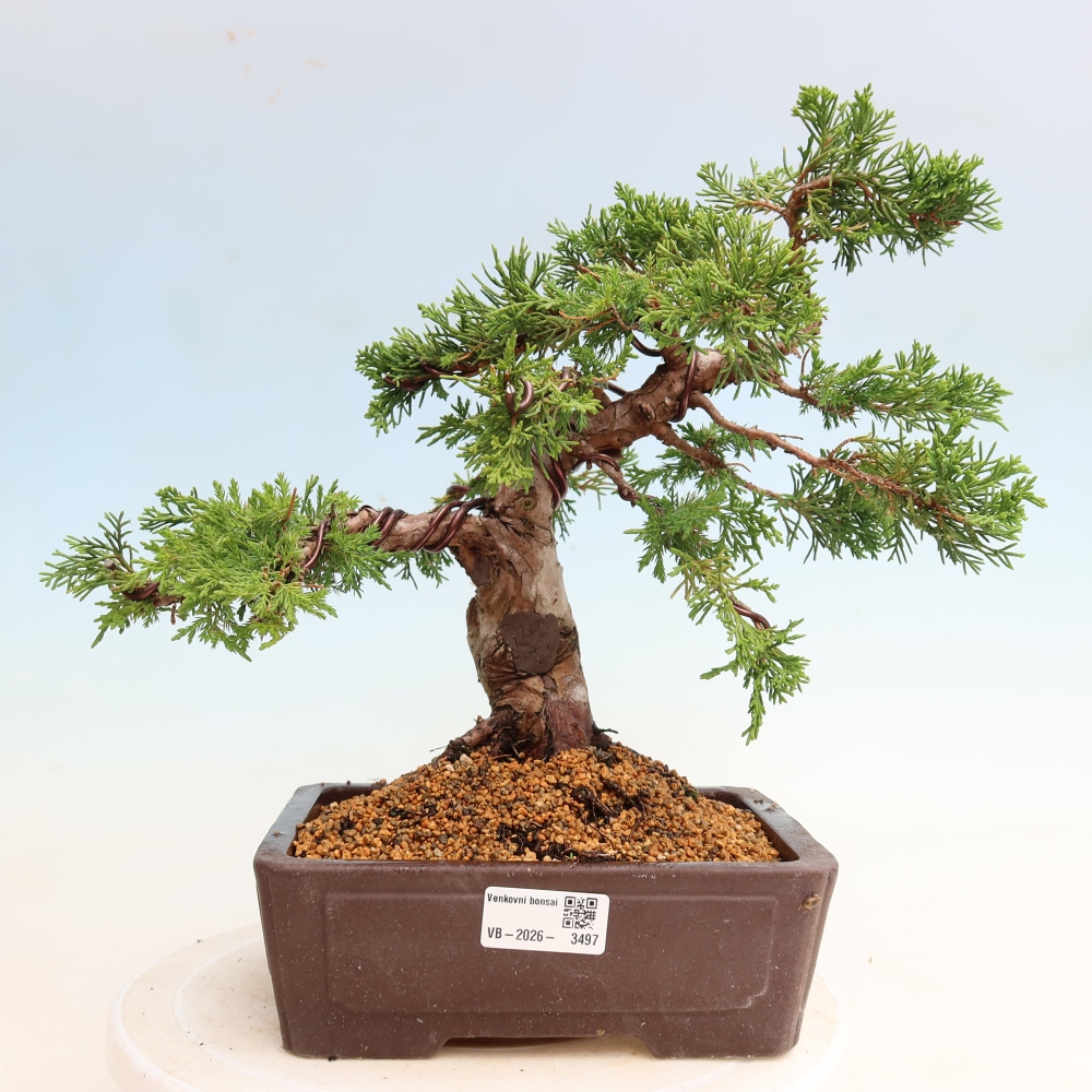 Venkovní bonsai - Juniperus chinensis Itoigawa-Jalovec čínský
