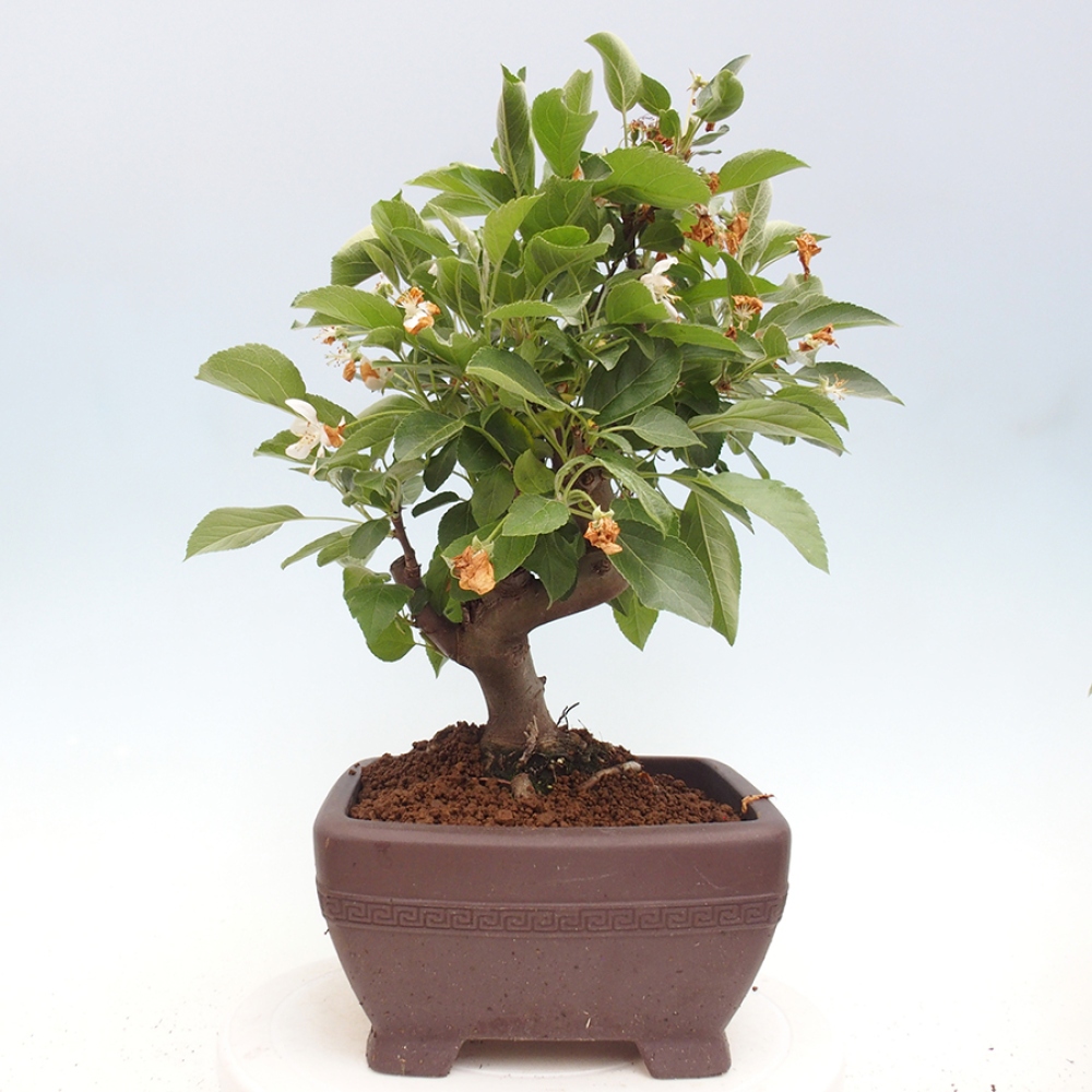 Venkovní bonsai -Malus halliana - Maloplodá jabloň