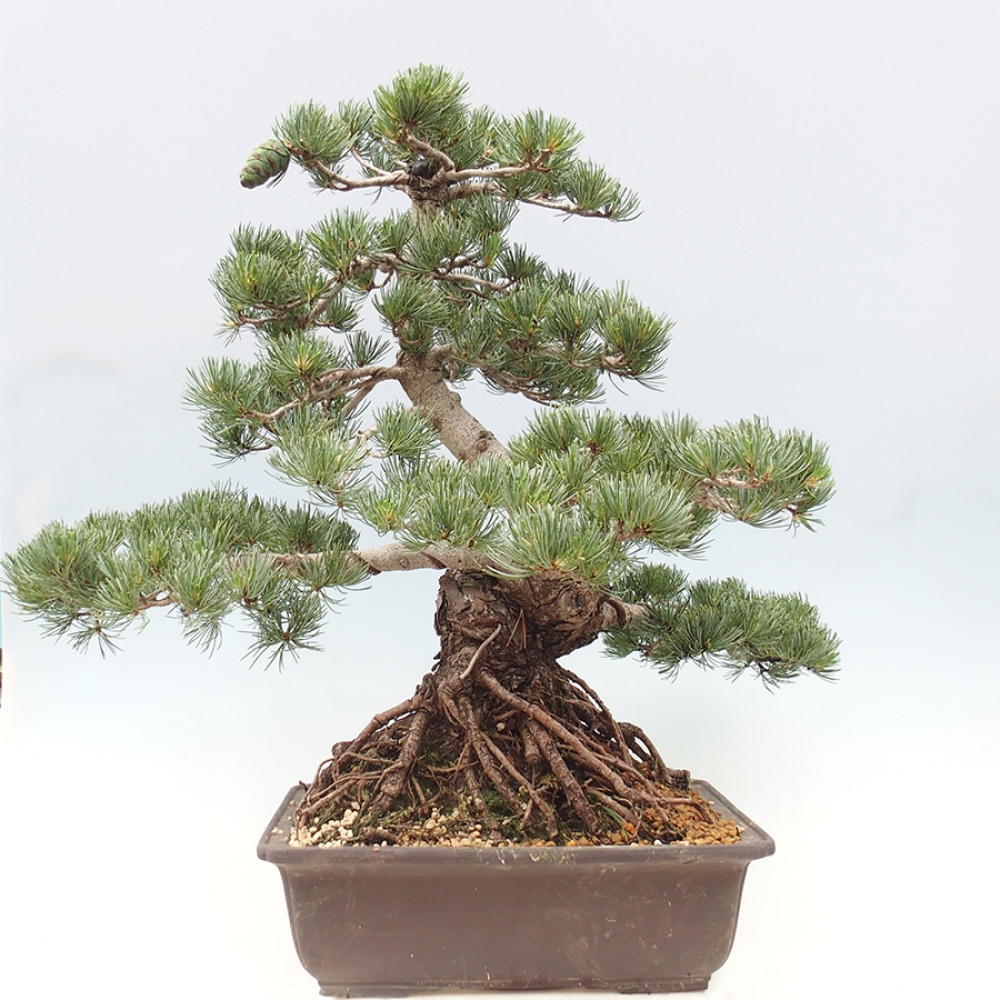 Venkovní bonsai - Pinus parviflora - Borovice drobnokvětá