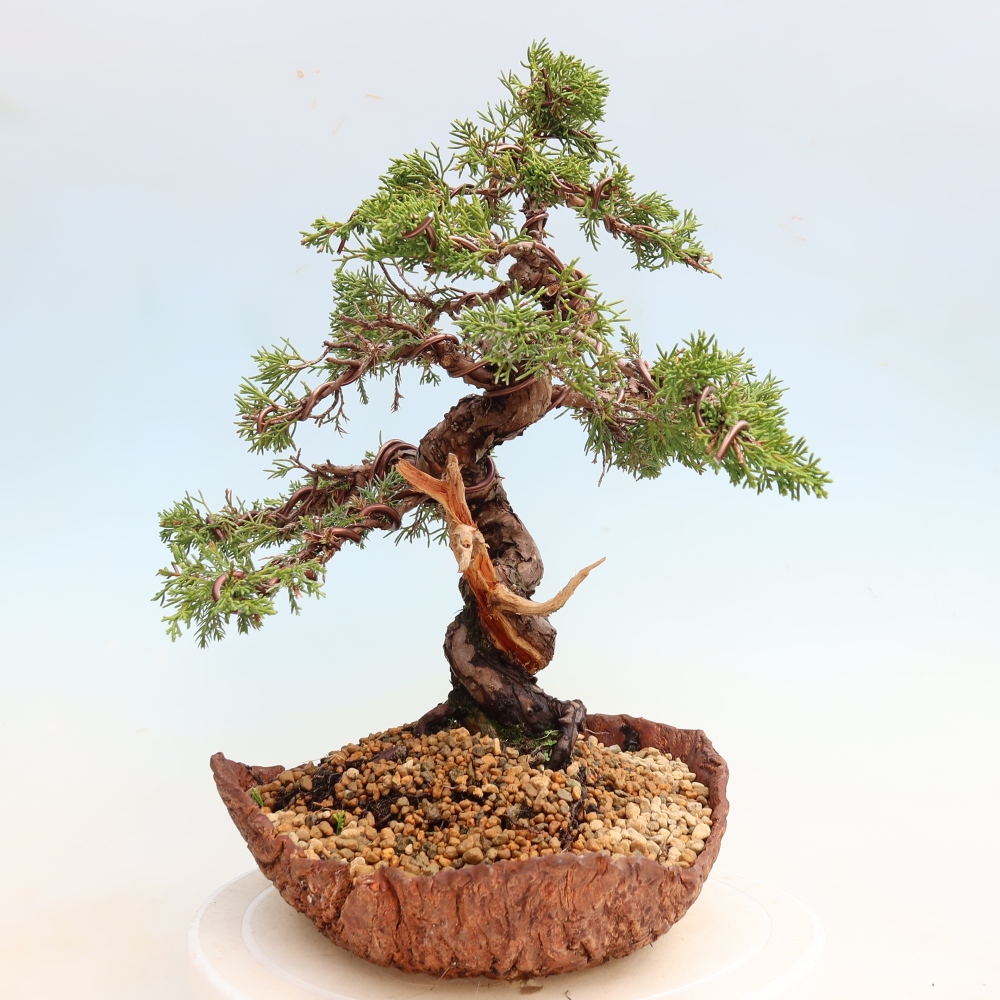 Venkovní bonsai - Juniperus chinensis Itoigawa-Jalovec čínský