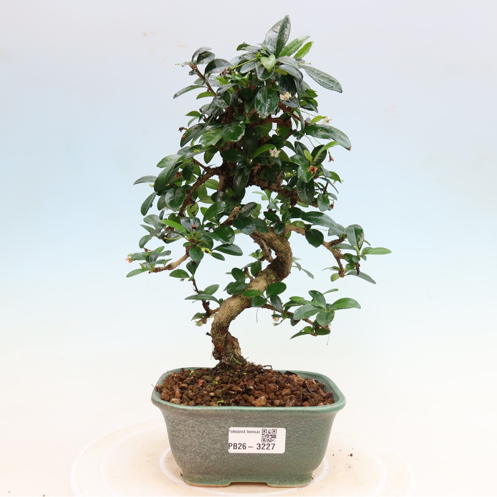 Pokojová bonsai - Carmona macrophylla - Čaj fuki