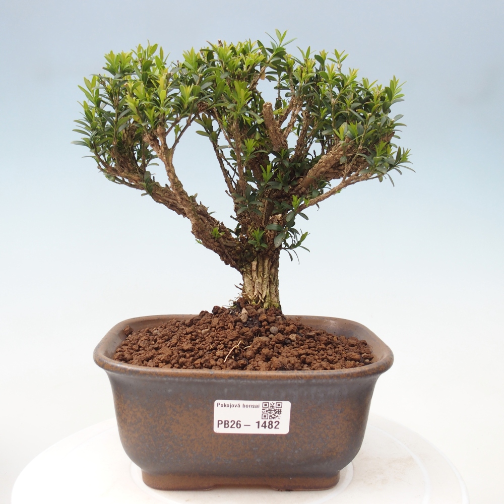 Pokojová bonsai - Buxus harlandii - korkový buxus