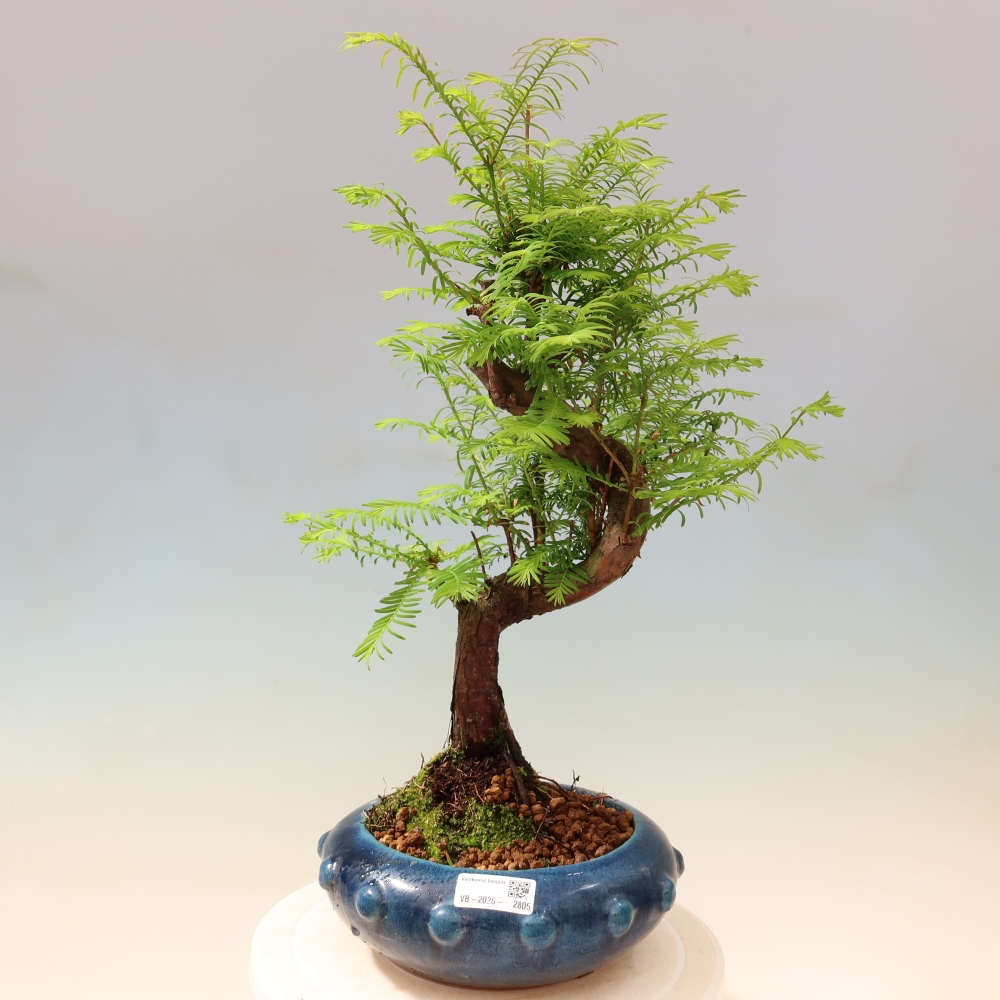 Venkovní bonsai - Metasequoia glyptostroboides - Metasekvoje čínská 