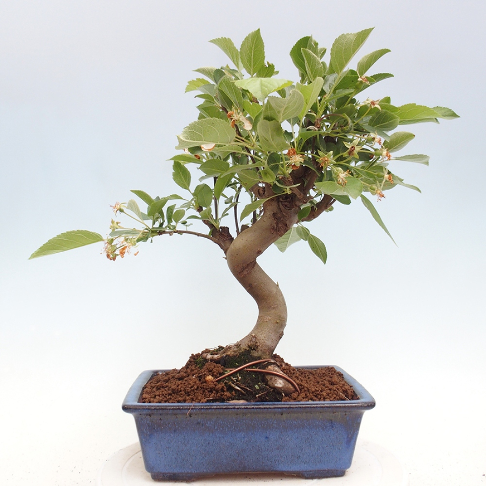Venkovní bonsai -Malus halliana - Maloplodá jabloň