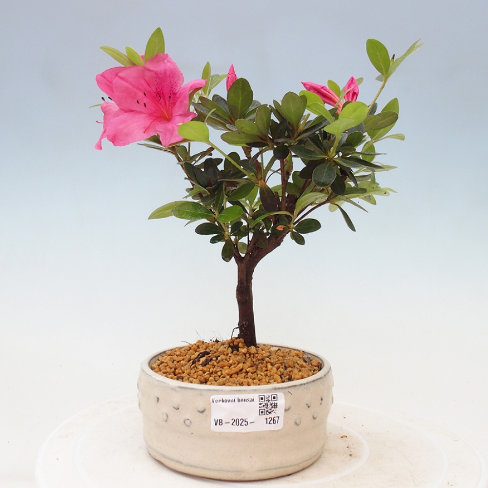 Venkovní bonsai - Japonská azalka - Azalea sp.