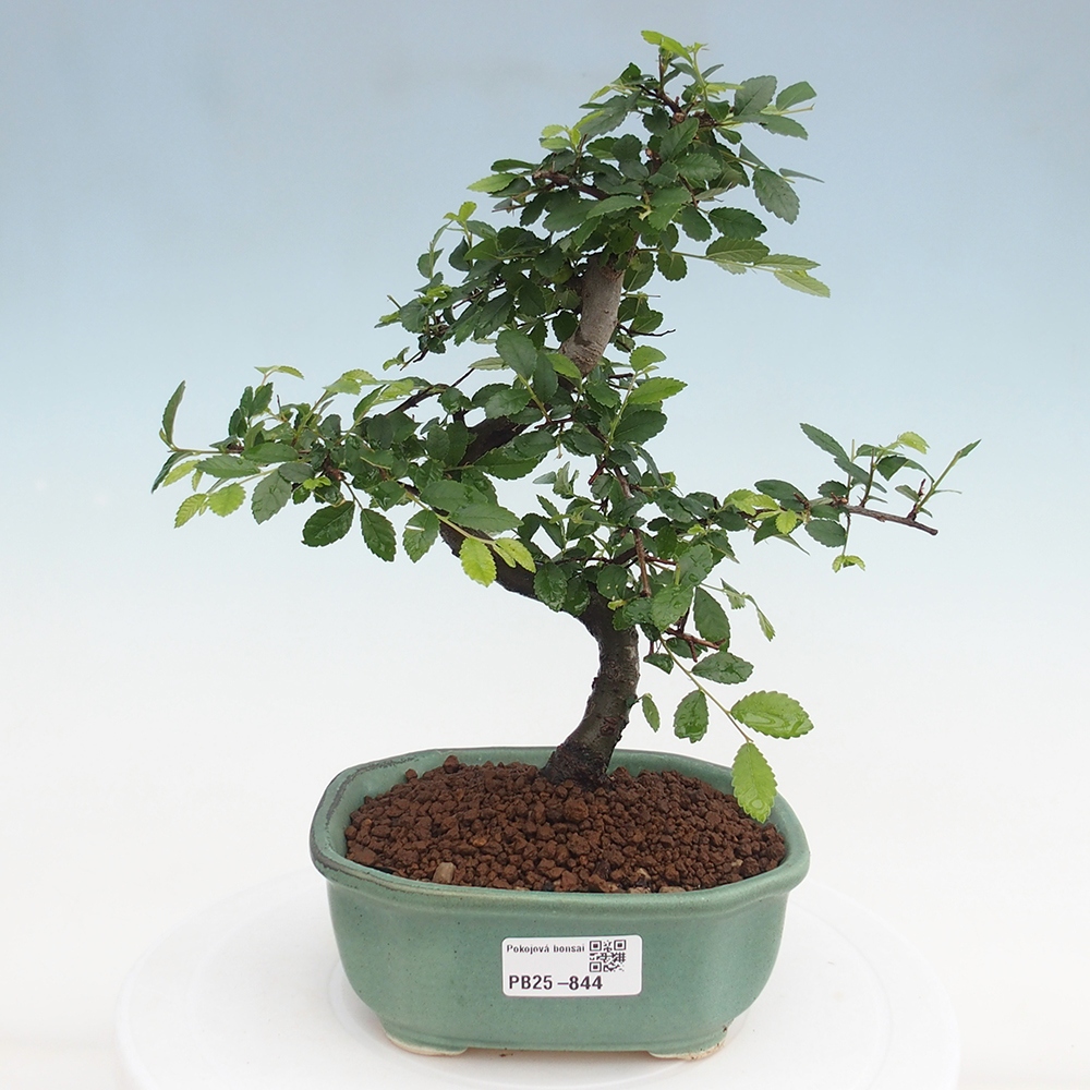 Pokojová bonsai-Malolistý jilm 