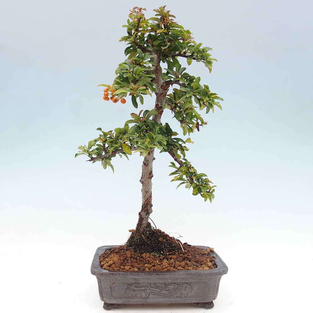 Venkovní bonsai-Pyracanta Teton -Hlohyně