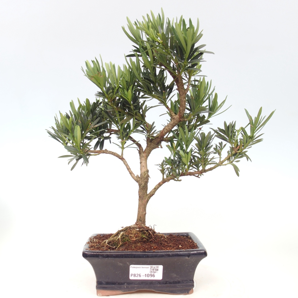 Pokojová bonsai - Podocarpus - Kamenný tis
