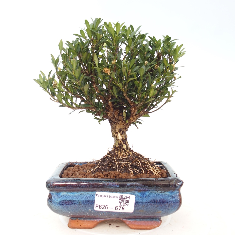 Pokojová bonsai - Buxus harlandii -korkový buxus