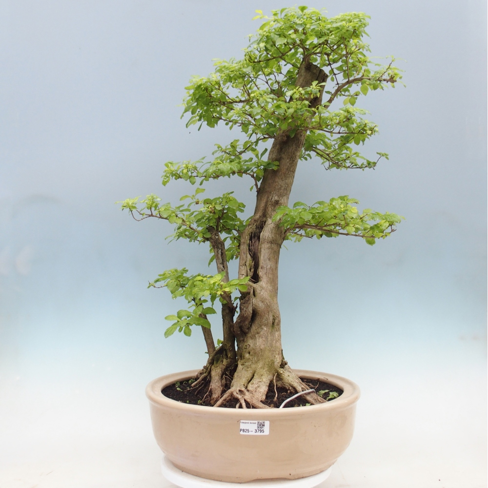 Pokojová bonsai - Duranta erecta Aurea - POUZE OSOBNÍ ODBĚR nebo paletová přeprava