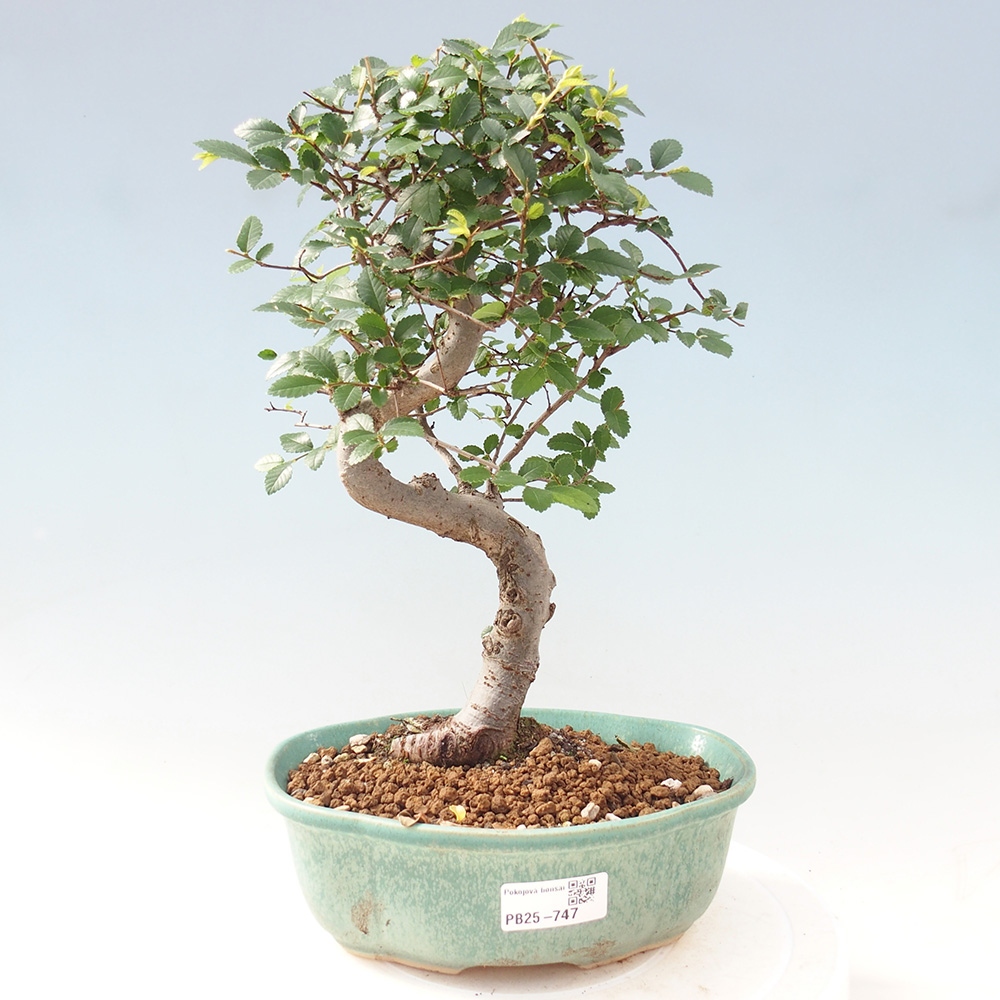 Pokojová bonsai - Ulmus parvifolia - Malolistý jilm