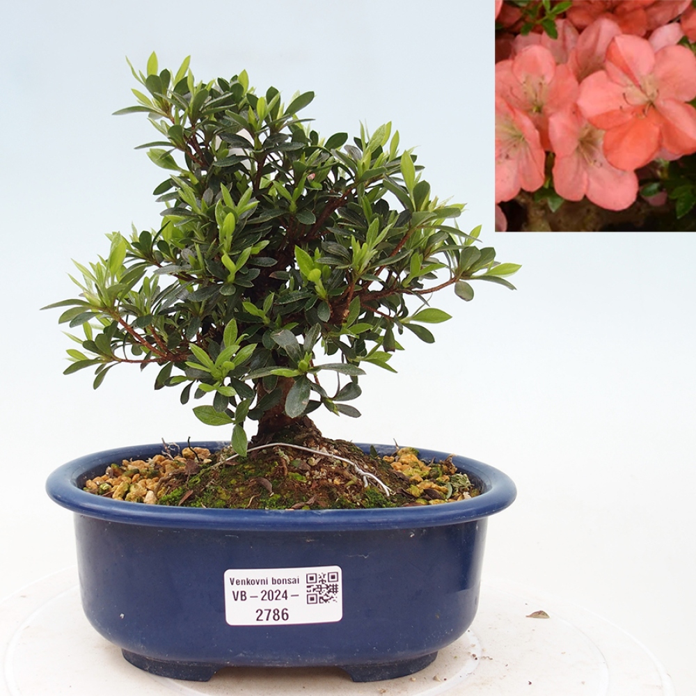 Venkovní bonsai - Japonská azalka - Azalea Asazakura