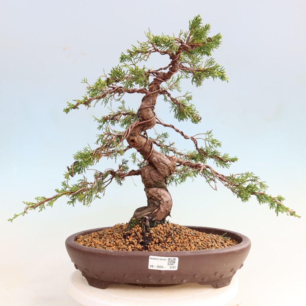 Venkovní bonsai - Juniperus chinensis Itoigawa-Jalovec čínský
