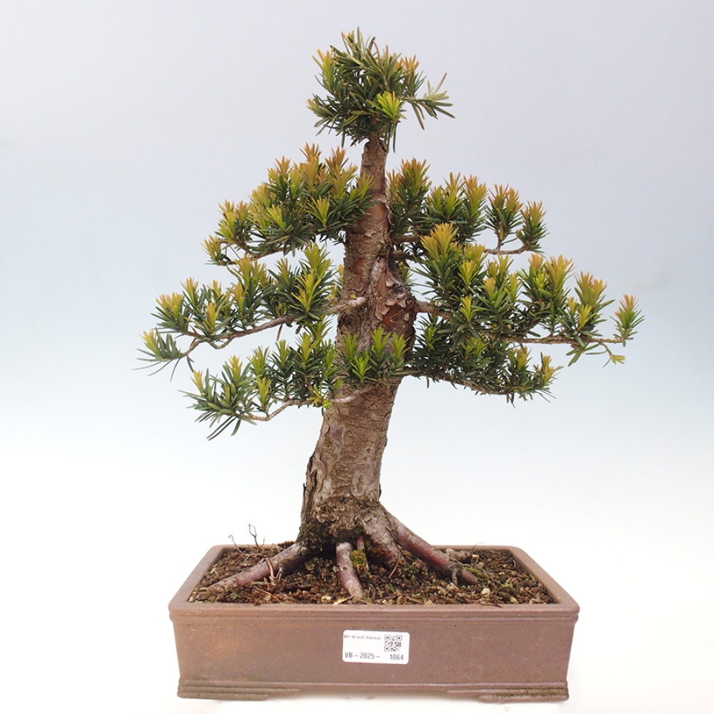 Venkovní bonsai - Taxus cuspidata  - Tis japonský