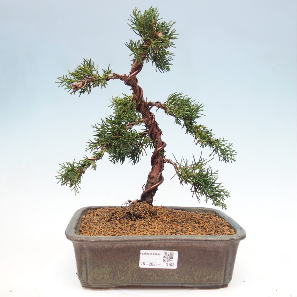 Venkovní bonsai - Juniperus chinensis Kishu -Jalovec čínský