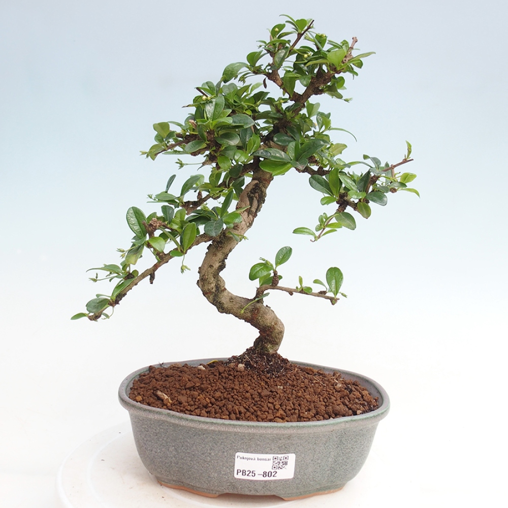 Pokojová bonsai - Carmona macrophylla - Čaj fuki