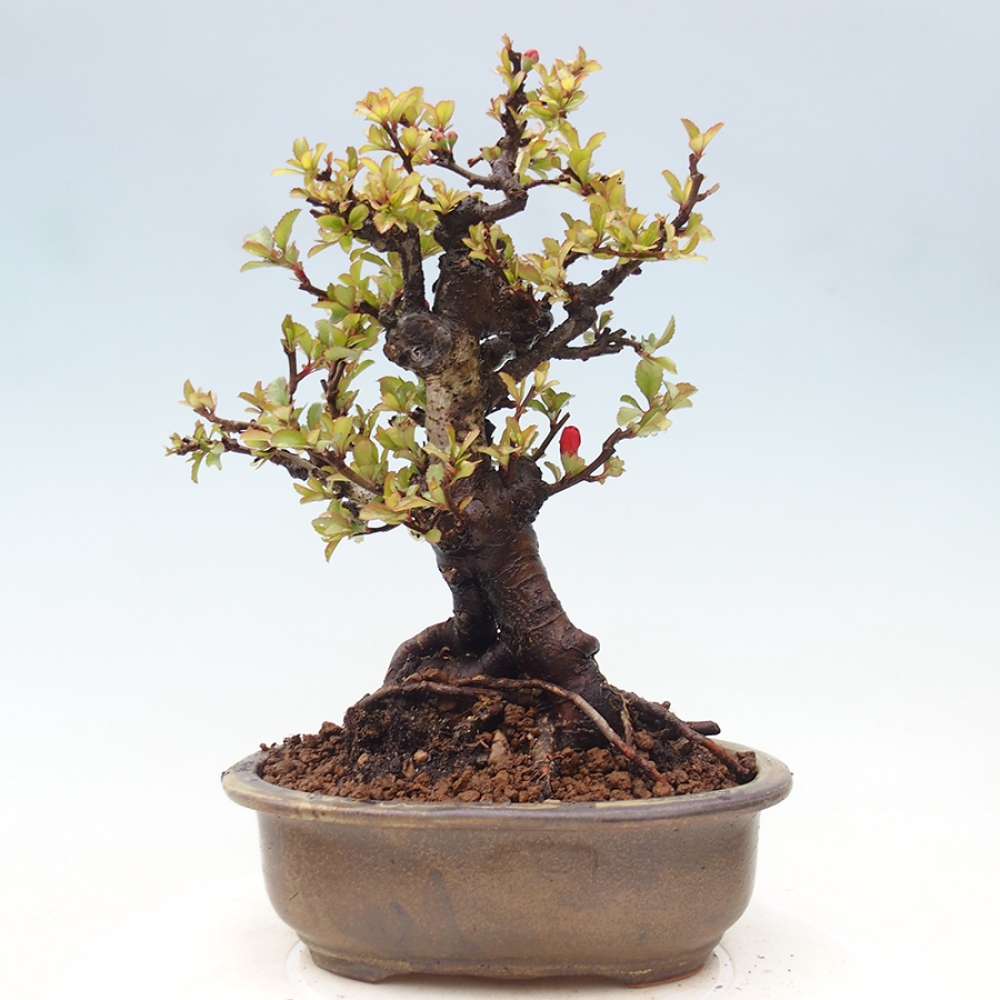 Venkovní  bonsai -  Chaneomeles speciosa - Kdoulovec ozdobný