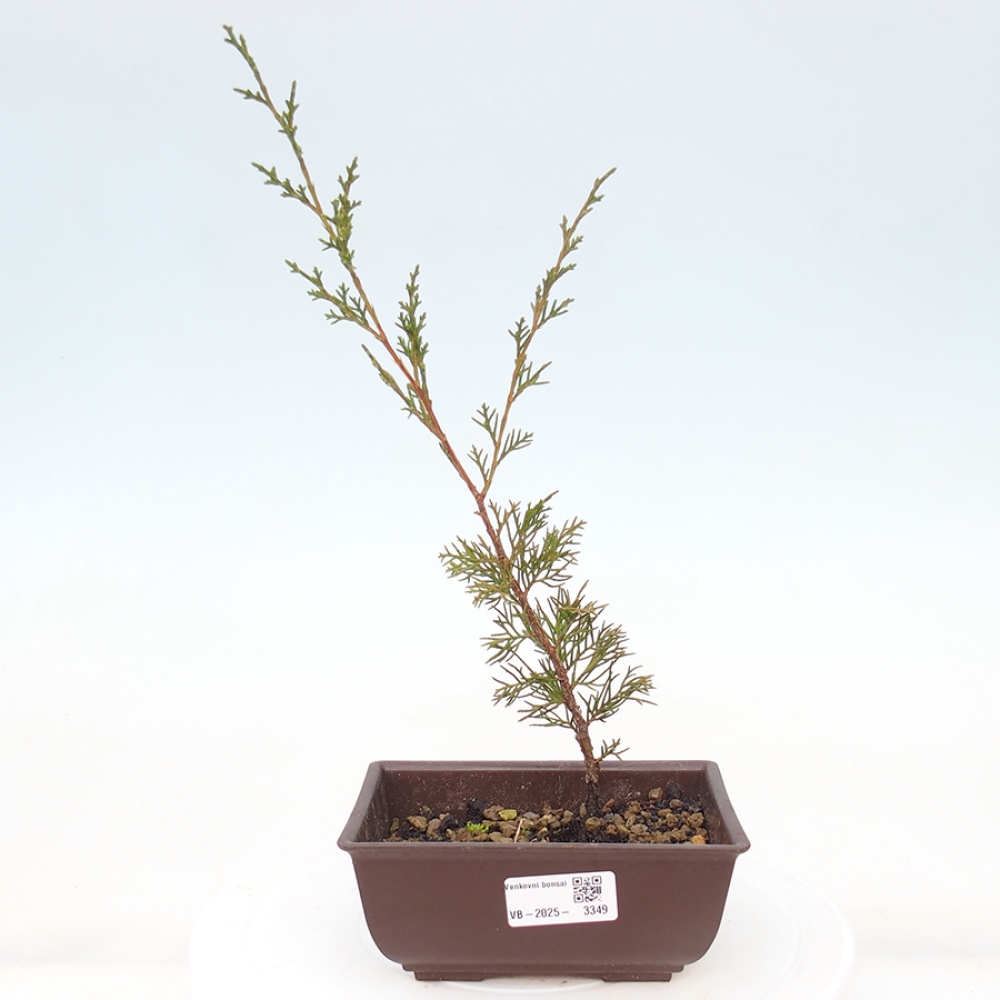 Venkovní bonsai - Juniperus chinensis Itoigawa -Jalovec čínský