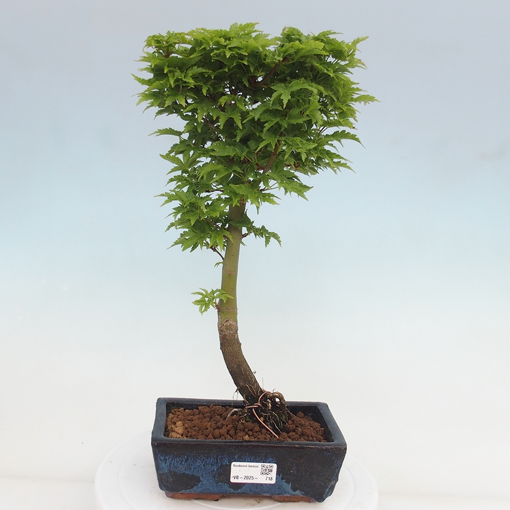 Venkovní bonsai -Javor dlanitolistý Acer palmatum Shishigashira