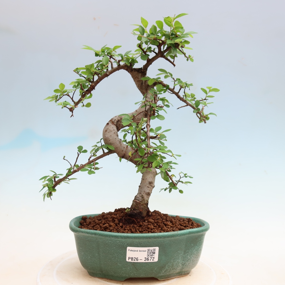 Pokojová bonsai - Ulmus parvifolia - Malolistý jilm