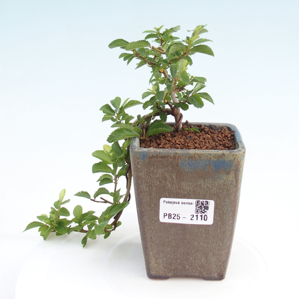Pokojová bonsai - Grewia occidentalis - Hvězdice levandulová