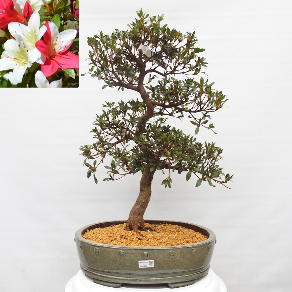 Venkovní bonsai - Japonská azalka - Azalea Chihiro