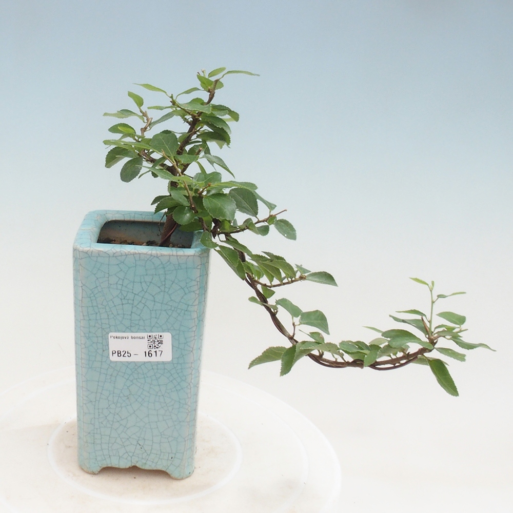 Pokojová bonsai - Grewia occidentalis - Hvězdice levandulová