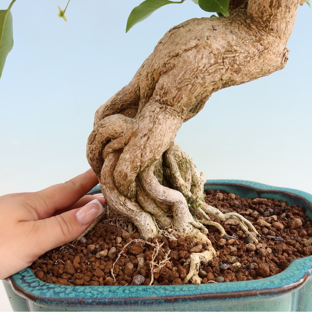 Venkovní bonsai- Brslen evropský - euonimus