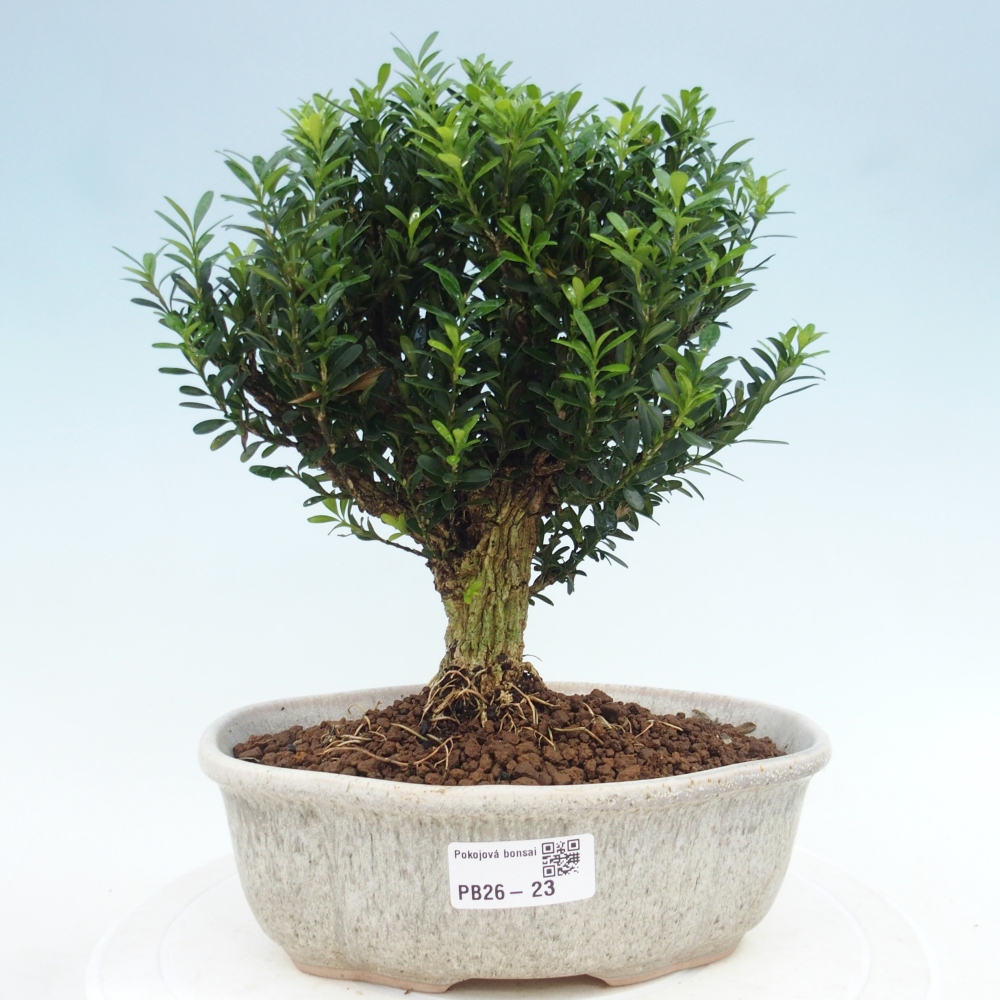 Pokojová bonsai - Buxus harlandii - korkový buxus
