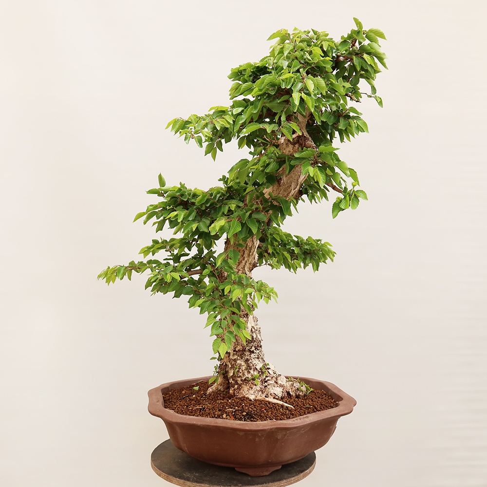 Venkovní bonsai -Carpinus Coreana - Habr korejský