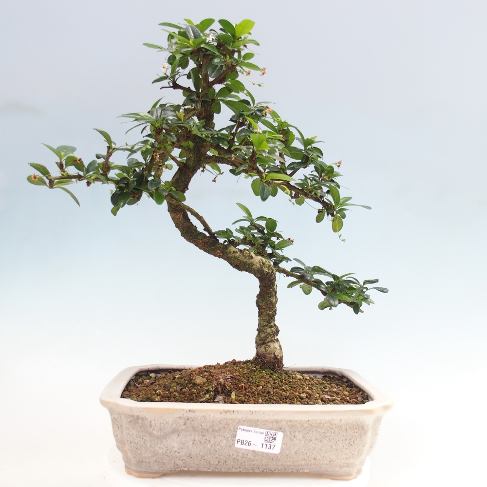 Pokojová bonsai - Carmona macrophylla - Čaj fuki