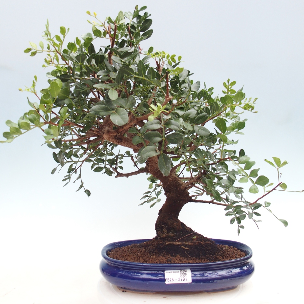 Pokojová bonsai -  Pistácie